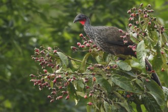Cauca Guan (Penelope perspicax) perched on a branch in the mountains of Colombia, South America