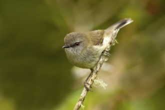 Grey Gerygone (Gerygone igata), New Zealand, Oceania