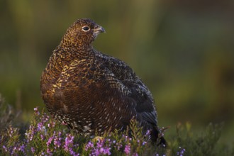 Red Grouse (Lagopus lagopus scotica), Yorkshire, United Kingdom, Europe