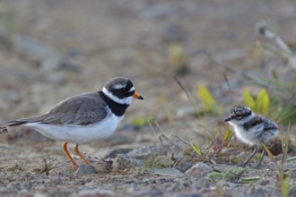 Common Ringed Plover (Charadrius hiaticula) with chick, Iceland, Europe