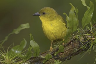 Olive-green Tanager (Orthogonys chloricterus)