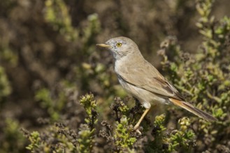Asian Desert Warbler - Wüstengrasmücke - Sylvia nana, Oman, Asia