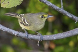 Thick-billed Vireo (Vireo crassirostris) perched on a branch in Cuba