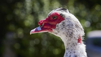 Portrait of a Warty Duck (Phacocherus) with striking red and white colouring, Rodini Park,