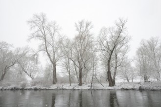 Winter landscape by a river, willows (Salix) on the bank in heavy snowfall, North Rhine-Westphalia,