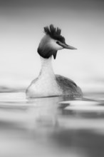 Great Crested Grebe (Podiceps cristatus), North Rhine-Westphalia, Germany, Europe