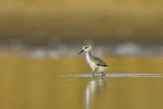 Black-winged Stilt (Himantopus himantopus) chick foraging, North Rhine-Westphalia, Germany, Europe