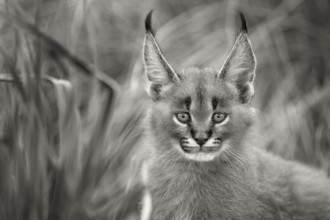 Caracal (Caracal caracal) cub black and white portrait, Castile-La Mancha, Spain, Europe