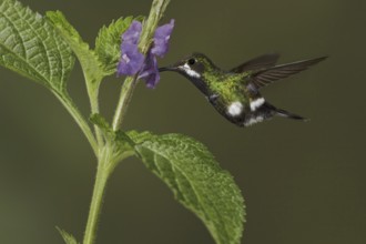 Black-bellied Thorntail (Discosura langsdorffi), Ecuador, South America