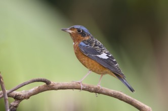 White-throated Rock Thrush (Monticola gularis), Khao Yai National Park, Thailand, Asia
