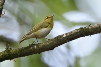 Unter schwierigen Aufnahmebedingungen... Waldlaubsänger *Phylloscopus sibilatrix*