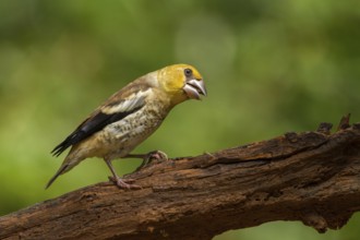 Hawfinch (Coccothraustes coccothraustes) juvenile, Utrecht, Netherlands