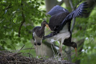 Black Stork (Ciconia nigra) nest, Saxony, Germany, Europe