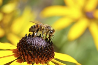 European honey bee (Apis mellifera), collecting nectar from a yellow coneflower (Echinacea