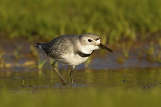Wrybill (Anarhynchus frontalis) foraging, Glentanner, South Island, New Zealand, Oceania