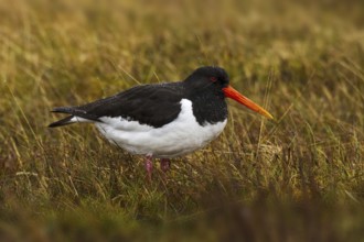 Eurasian Oystercatcher (Haematopus ostralegus), Cheshire, United Kingdom, Europe