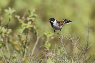 Common Reed Bunting (Emberiza schoeniclus) male, Texel, Netherlands
