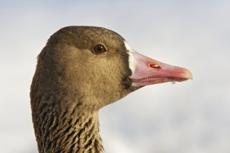 Greater White-fronted Goose (Anser albifrons), Brandenburg, Germany, Europe