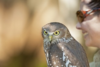 Barking Owl (Ninox connivens), Lone Pine Koala Sanctuary, Brisbane, Queensland, Australia, Oceania