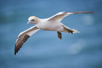 Northern gannet (Morus bassanus) flying over the sea, wildlife, Helgoland, Germany, Europe