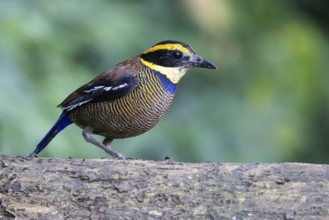 Javan Banded Pitta (Hydrornis guajanus) male, Bali, Indonesia, Asia