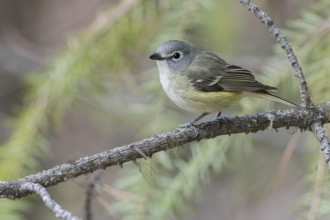 Cassin's Vireo (Vireo cassinii) perched on a branch in British Columbia, Canada, North America