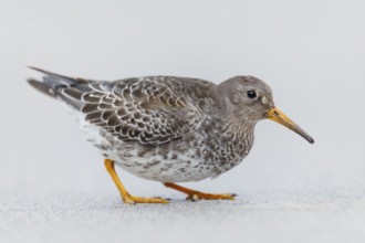 Meerstrandläufer, Calidris maritima Purple Sandpiper, Calidris maritima