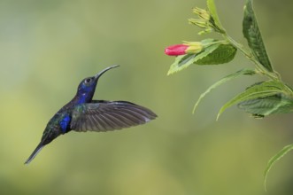 Violet Sabrewing (Campylopterus hemileucurus), Costa Rica, Central America