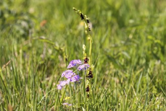 Fly orchid (Ophrys insectifera) and Bird's-eye primrose (Primula farinosa) flowering on a sunny