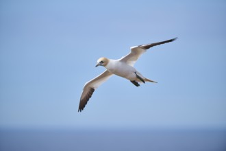Northern gannet (Morus bassanus) flying over the sea, wildlife, Helgoland, Germany, Europe