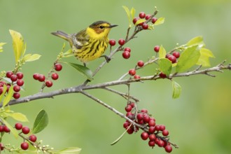 Cape May Warbler (Setophaga tigrina) male perched on a branch, Texas, USA, North America