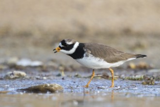 Common Ringed Plover (Charadrius hiaticula) foraging, North Rhine-Westphalia, Germany, Europe