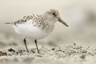 Sanderling (Calidris alba), Germany, Europe
