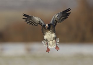 Snow Goose (Anser caerulescens) flying, New Mexico, USA, North America