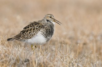 Pectoral Sandpiper (Calidris melanotos), Alaska, USA, North America