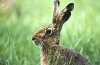 European brown hare (Lepus europaeus) sitting securely in the grass of a meadow, North