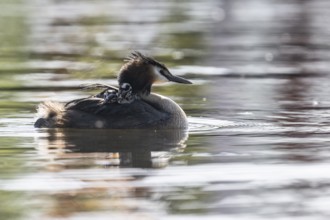 Great Crested Grebe (Podiceps Scalloped ribbonfish) with juveniles, Emsland, Lower Saxony, Germany,