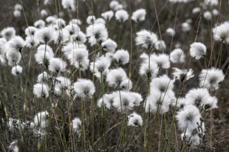 Sheath cottongrass (Eriophorum vaginatum) in the moor, Emsland, Lower Saxony, Germany, Europe