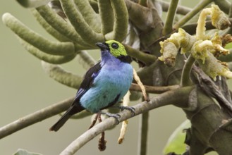 Paradise Tanager (Tangara chilensis), Ecuador, South America