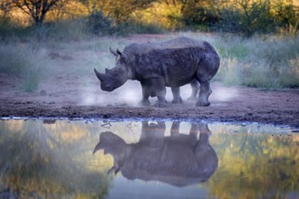 Rhinoceros in Pilanesberg NP, South Africa. White rhinoceros, Ceratotherium simum, big animal in