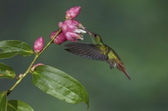 Rufous-tailed Hummingbird (Amazilia tzacatl), Costa Rica, Central America