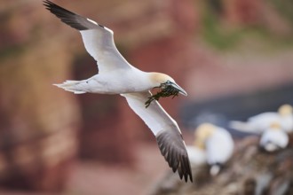 Northern gannet (Morus bassanus) flying over the cliffs, wildlife, Helgoland, Germany, Europe