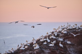 Northern gannet (Morus bassanus) flying over the colony on the cliffs at sunset, wildlife,