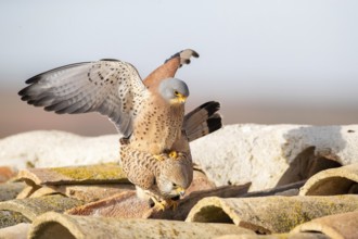 Lesser Kestrel (Falco naumanni) pair mating, Castile-La Mancha, Spain, Europe