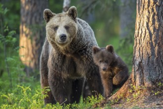 Eurasian Brown Bear (Ursus arctos) mother with cubs in forest, Finland, Europe