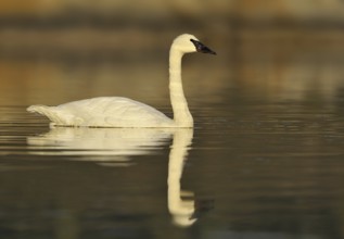 Trumpeter Swan (Cygnus buccinator), British Columbia, Canada, North America