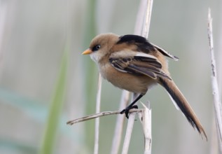 Bearded Reedling (Panurus biarmicus), Mecklenburg-Western, Pomerania, Germany, Europe