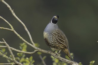 California Quail (Callipepla californica) male, California, USA, North America