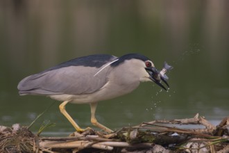 Black-crowned Night Heron (Nycticorax nycticorax) with fish prey in beak, Subotica, Serbia, Europe