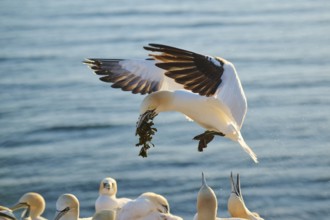 Northern gannet (Morus bassanus) flying over the sea with rivet material in the beakat sunset,
